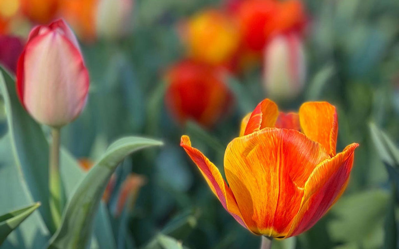 Tulips in City Park